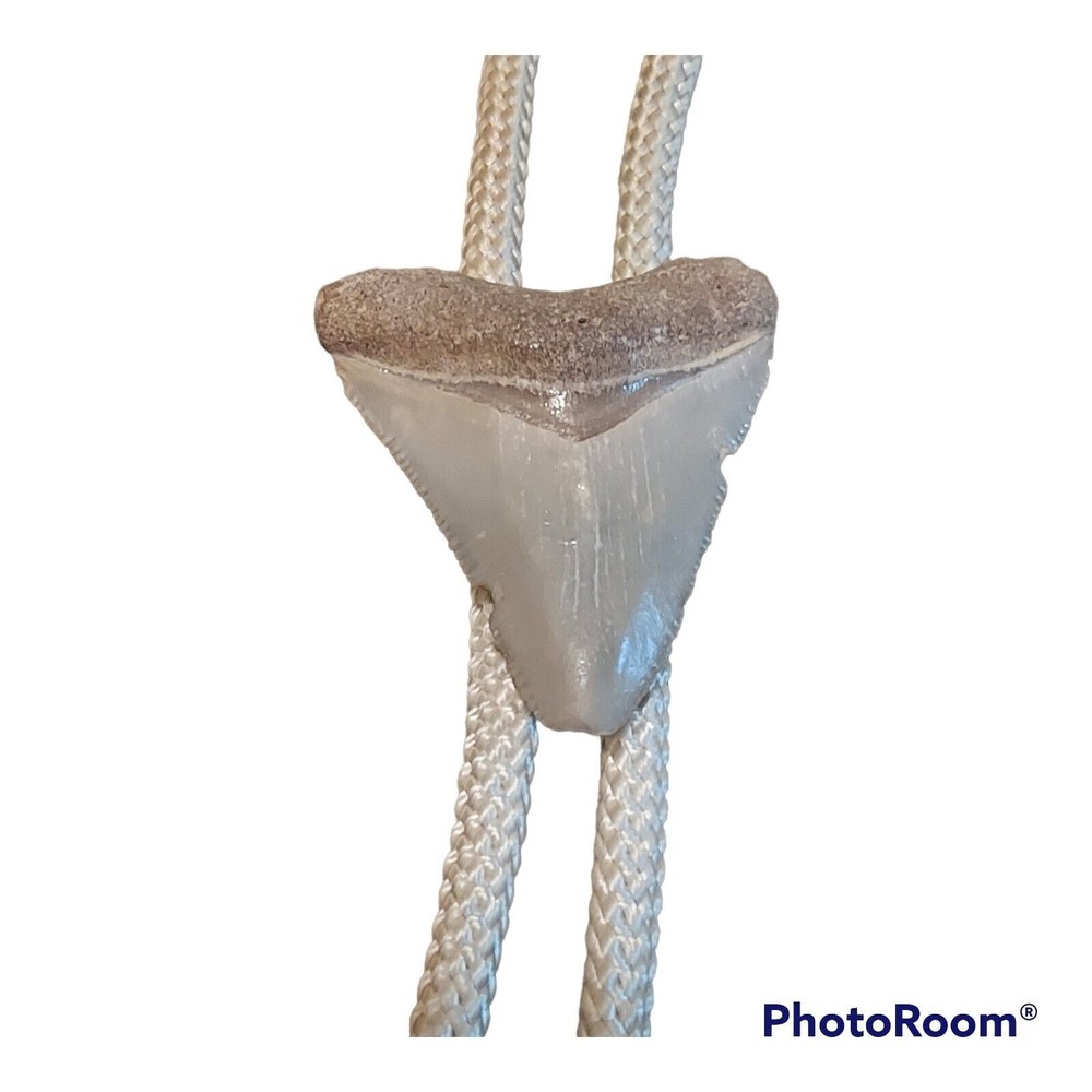 Megalodon Shark Tooth Fossil Bolo Tie